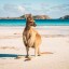 Waar en wanneer kunt u zwemmen in Australië: zeetemperatuur van maand tot maand