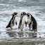 Zee- en strandweer in Punta Arenas voor de komende 7 dagen